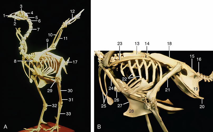 Figura 1: (A) Esqueleto de uma ave. (B) Esqueleto de um frango. 1, parte facial do crânio; 2, mandíbula (os ossos do aparelho hiobranquial são apresentados protraindo abaixo da mandíbula); 3, órbita e anel esclerótico do bulbo do olho; 4, crânio; 5, atlas; 6, áxis; 7, vértebra cervical; 8, articulação do ombro; 9, úmero; 10, rádio; 11, ulna; 12, mão; 13, notário; 14, vértebra torácica livre; 15, sinsacro; 16, vértebra caudal; 17, pigóstilo; 18, ílio; 19, ísquio; 20, púbis; 21, fêmur; 22, costelas; 23, escápula; 24, osso coracoide; 25, clavículas fusionadas; 26, manúbrio do esterno; 27, esterno; 28, quilha; 29, patela; 30, fíbula, 31, tibiotarso; 32, osso sesamoide (cartilagem tibial ossificada) na articulação do jarrete; 33, tarsometatarso. Fonte: Dyce; Wensing; Sack (2010, p. 776).
