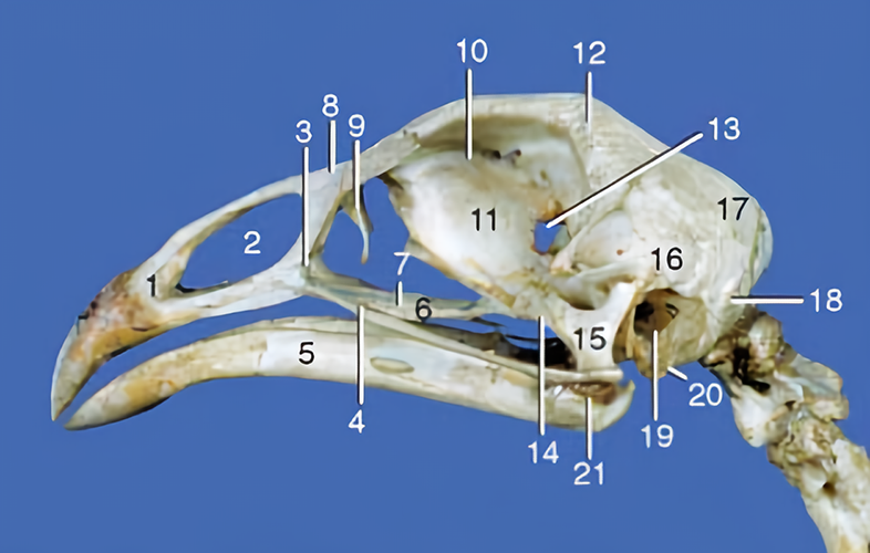 Figura 2: Crânio de galinha. 1, Pré-maxila; 2, abertura nasal; 3, maxila; 4, arco jugal; 5, mandíbula; 6, osso palatino; 7, vômer; 8, osso nasal; 9, osso lacrimal; 10, órbita; 11, septo interorbital; 12, osso frontal; 13, forame óptico; 14, osso pterigoide; 15, osso quadrado; 16, osso temporal; 17, osso parietal; 18, osso occipital; 19, cavidade timpânica com as janelas da cóclea e do vestíbulo; 20, osso esfenoide; 21, osso articular. Fonte: Dyce; Wensing; Sack (2010, p. 776).