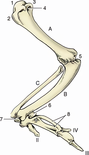 Figura 3: Superfície dorsal do esqueleto da asa esquerda, parcialmente estendida lateralmente. A, úmero. B, ulna. C, rádio. 1, cabeça; 2, tubérculo dorsal; 3, tubérculo ventral; 4, forame pneumático; 5, articulação do cotovelo; 6, ulnar do carpo; 7, radial do carpo; 8, carpometacárpicos; II-IV, dígitos. Fonte: Dyce; Wensing; Sack (2010, p. 779).