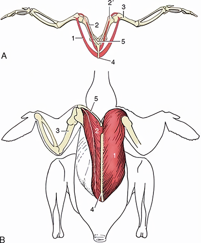 Figura 4: (A) Vista cranial esquemática dos músculos do voo. (B) Dissecados e apresentados em vista ventral (B). 1, peitoral; 2, supracoracoideo; 2’, canal triósseo para o tendão de 2; 3, úmero; 4, esterno; 5, clavícula. Fonte: Dyce; Wensing; Sack (2010, p. 779).