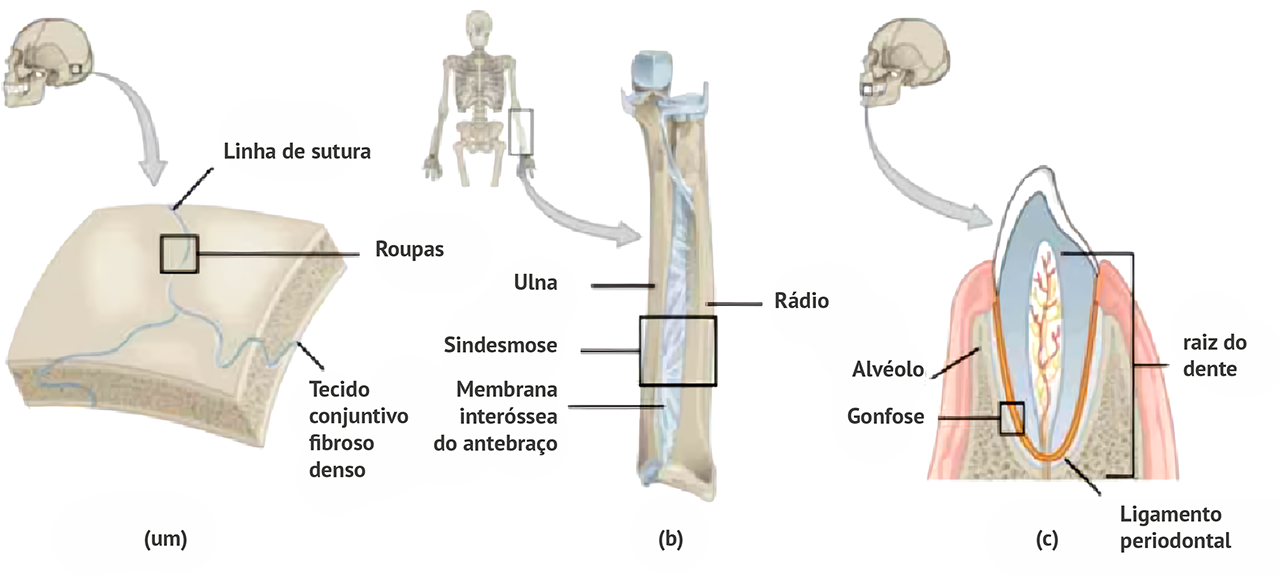Figura 6: Articulações fibrosas. Fonte: Adaptada de Wikimedia Commons.