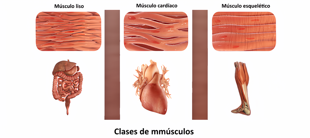 Figura 9: Classes de músculos. Fonte: Wikimedia Commons.