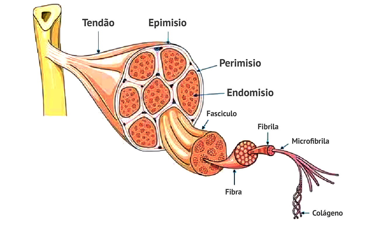 Figura 10: Bainhas envoltórias dos músculos. Fonte: Wikimedia Commons.