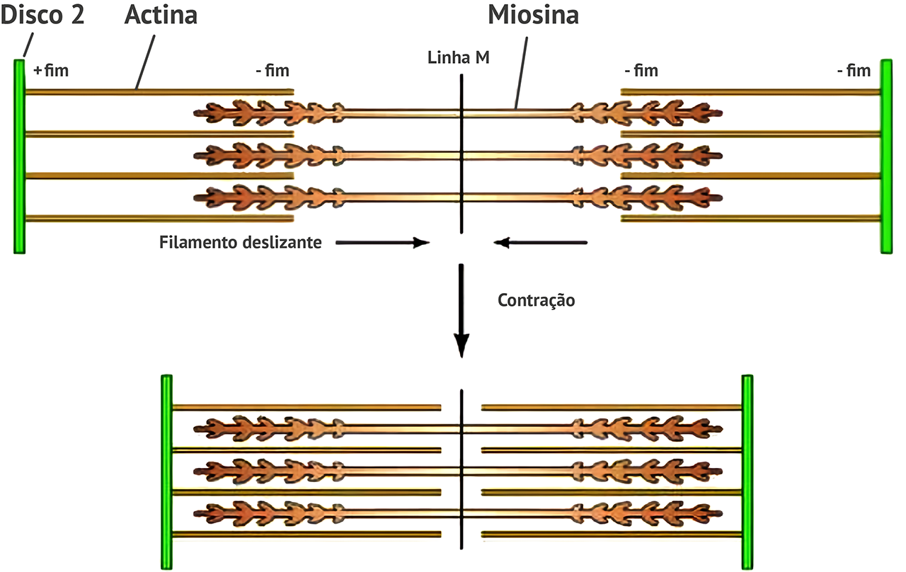Figura 11: Contração química dos músculos. Fonte: Wikimedia Commons.