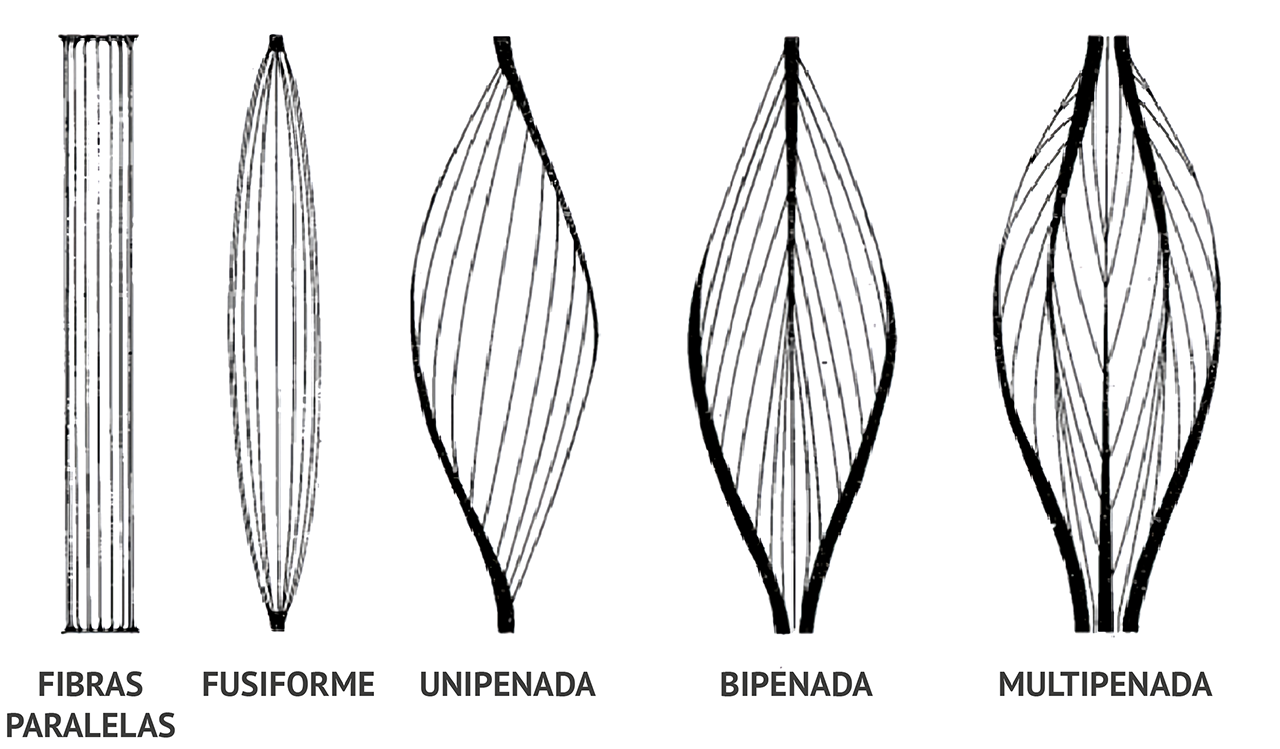 Figura 12: Várias disposições de fibras musculares esqueléticas. Fonte: Dyce; Wensing; Sack (2010, p. 21).