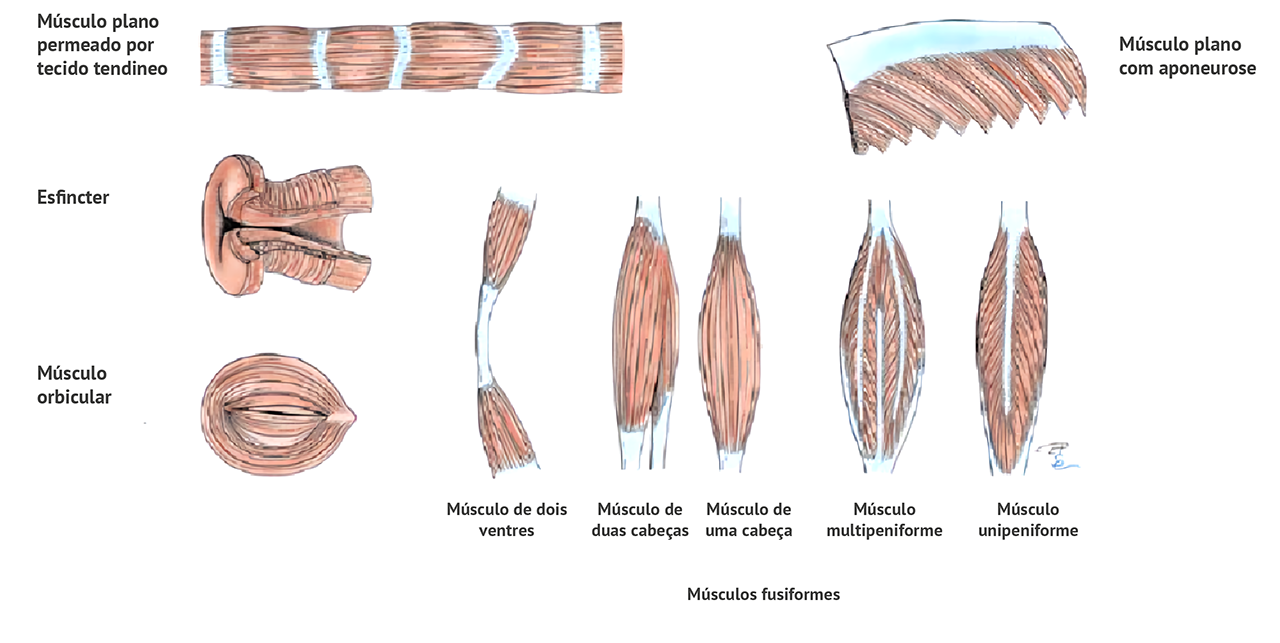 Figura 13: Categorias de músculos esqueléticos de acordo com a disposição de suas fibras (representação esquemática). Fonte: Putz; Pabst (1993 apud König; Liebich (2016, p. 46).