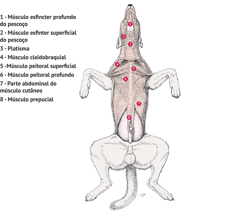 Figura 14: Músculos cutâneos da cabeça, do pescoço e do dorso do cão (vista ventral). Fonte: König; Liebich (2016, p. 139).