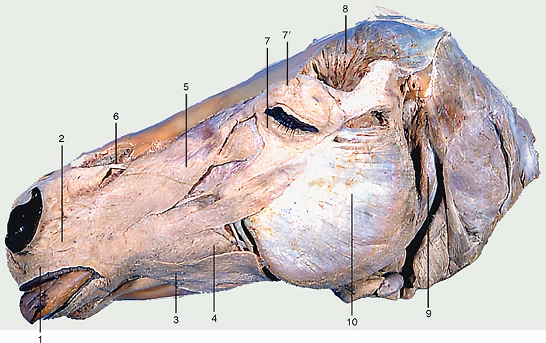 Figura 15: Músculos superficiais da cabeça equina. O músculo cutâneo foi removido. 1, orbicular da boca; 2, canino; 3, depressor do lábio inferior; 4, bucinador; 5, levantador nasolabial; 6, levantador do lábio superior; 7, orbicular do olho; 7’, levantador do ângulo medial do olho; 8, temporal; 9, parte occipitomandibular do digástrico; 10, masseter. Fonte: Dyce; Wensing; Sack (2010, p. 61).