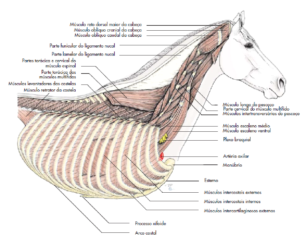 Figura 16: Camada profunda da musculatura do tronco do equino (representação esquemática). Fonte: Ellenberger e Baum (1943 apud König; Liebich (2016, p. 157).